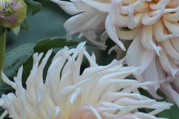 coaching y Psicología para fertilidad